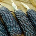 Koristi i štete crnog kukuruza, njegova svojstva i priprema ljekovitih dekocija