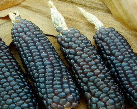 Les avantages et les inconvénients du maïs noir, ses propriétés et la préparation de décoctions médicinales