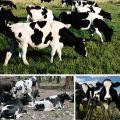 Знакови пасмине и карактеристике крава Кхолмогори, за и против