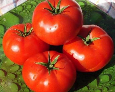 Druzhok domates çeşidinin tanımı ve özellikleri