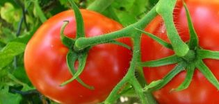 Beschrijving van de variëteit aan tomaten Cornet en zijn kenmerken