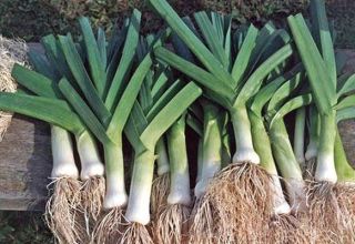 When should you store leeks from your garden?