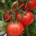 Descrizione della varietà di pomodoro Izobilny F1, le sue caratteristiche