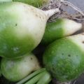 Mô tả về giống củ cải Loba và kỹ thuật trồng trọt
