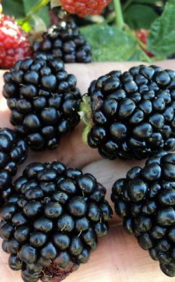 Penerangan dan ciri-ciri blackberry Lochness, penanaman dan penjagaan