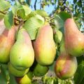 Beskrivning och egenskaper hos päronsorter Rysk skönhet, plantering, odling och vård