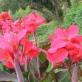 Ist es möglich, eine Cannu-Blume zu Hause zu halten, wie man wächst und pflegt?