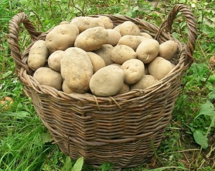 Beskrivelse af kartoffelsorten Elizabeth, funktioner i dyrkning og pleje