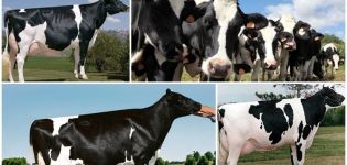 Descrizione e caratteristiche delle vacche Holstein-Friesian, loro contenuto