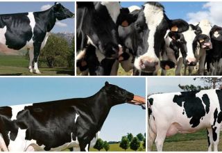 Description et caractéristiques des vaches Holstein-Frisonnes, leur contenu