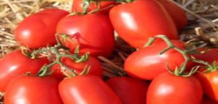 Pomidorų veislės „Dino f1“ aprašymas, auginimo ypatybės ir derlius