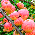 Beskrivning och egenskaper för äpplesorten Apple Spas, historia och funktioner för odling