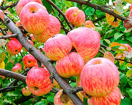 Opis a charakteristika odrody jabĺk Kúpele Apple, história a vlastnosti pestovania