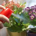 Geriausių kambarinių augalų fungicidų sąrašas ir preparatų naudojimo instrukcijos