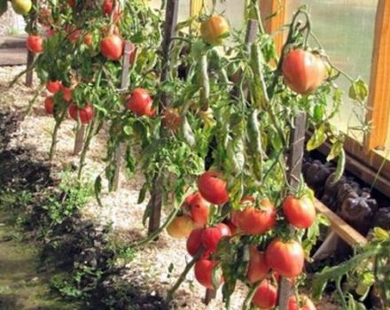 Caractéristiques et description de la variété de tomate Star of Siberia