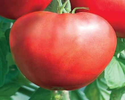 Popis odrůdy rajčat Heart of Beauty, doporučení pro pěstování