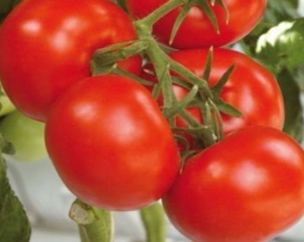 Pomidorų veislės Soyuz 8 charakteristikos ir aprašymas, derlius