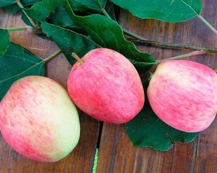 Beskrivning och egenskaper hos Arkadik äppelträd, dess fördelar och nackdelar