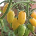 Eigenschaften und Beschreibung der Tomatensorte Honigfinger