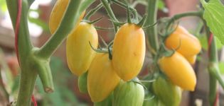Egenskaper och beskrivning av tomatsorten Honungfingrar