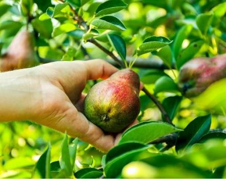Beskrivning och egenskaper hos päronsorten Framstående, odling och vård