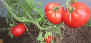 Características y descripción de la variedad de tomate gigante, su rendimiento.