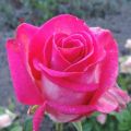 Descrierea și caracteristicile soiului de trandafir Engazhment, plantare și îngrijire