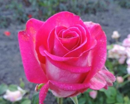 Beschrijving en kenmerken van de rozenvariëteit Engazhment, aanplant en verzorging