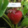 Beskrivning och egenskaper hos Dukat jordgubbar, plantering och skötsel