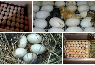 Табела инкубације паткених јаја и распоред развоја тимингом код куће