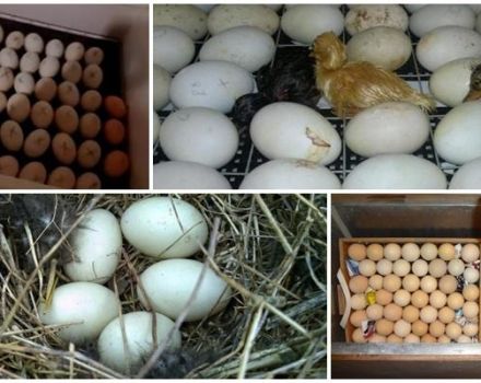 Table d'incubation des œufs de canard et calendrier de développement par moment à la maison