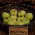 Beskrivning av Antonovka äpplesorten, egenskaper och sorter, odling och vård