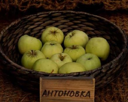 Opis odrody jabĺk Antonovka, vlastnosti a odrody, pestovanie a starostlivosť