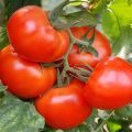 Egenskaper och beskrivning av tomatsorten Kung av marknaden, dess avkastning