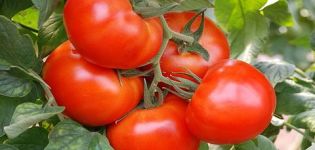 Kenmerken en beschrijving van het tomatenras King of the market, de opbrengst
