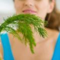 Useful and medicinal properties of dill seeds, possible contraindications for the health of the human body