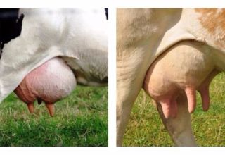 Hvilke jurformer har køerne, og hvor mange brystvorter de har, organanatomi