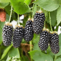 Beschrijving en kenmerken van de Blackberry-variëteit Karaka Black, aanplant en verzorging