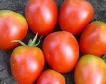 Beskrivelse af Apollo-tomatsorten, dens egenskaber og udbytte