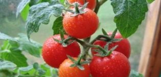 Description de la variété de tomate Severenok et de ses caractéristiques
