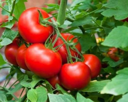 Pomidorų veislės aprašas ir savybės