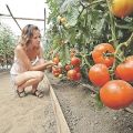 Geriausios pomidorų veislės Kirovo regionui šiltnamyje