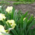 Beskrivning av den söta Pomponet påsklilja, planterings- och vårdregler