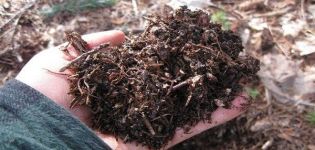 Die Zusammensetzung und Säure des Bodens für Zitruspflanzen, wie man es selbst macht