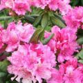 Beschrijving en kenmerken van de Haagse rododendronvariëteit, aanplant en verzorging
