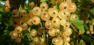 Description of the variety of currant white Versailles, planting and care