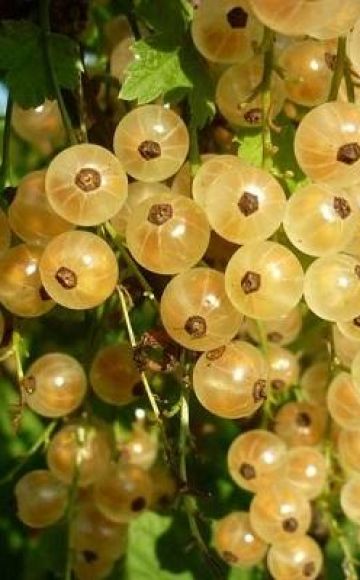 Descrierea varietății de versailles albe de coacăz, plantare și îngrijire