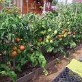 Sådan plantes, dyrkes og plejes tomater i det åbne felt