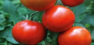 Descripción de la variedad de tomate Prince Silver, características de cultivo y cuidado.
