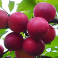 Vyšnių slyvų veislės „Traveller“ aprašymas, apdulkintojai, sodinimas ir priežiūra